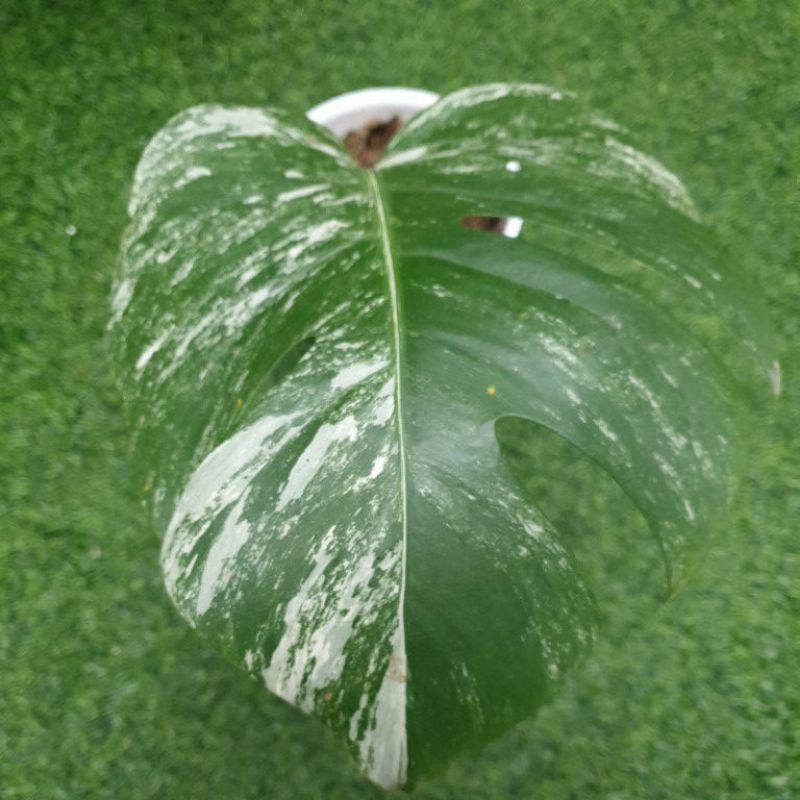 Monstera Variegata Borsigiana