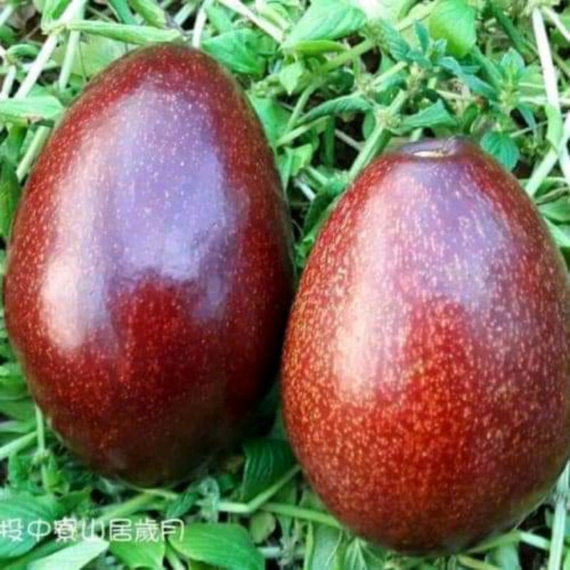 Paket 2 bibit alpukat red vietnam