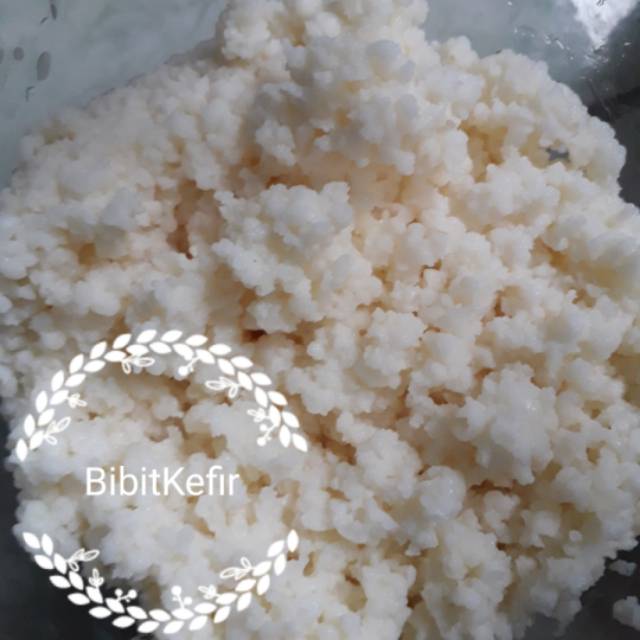 Bibit /Grain Kefir