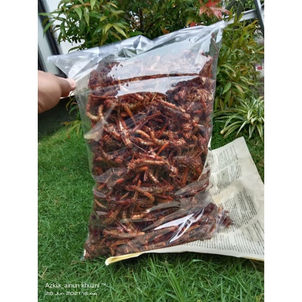 

belalang goreng besar 1 kg