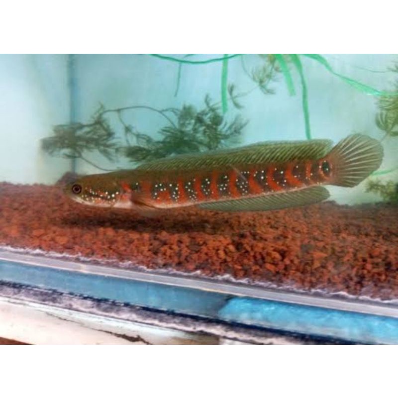 ASIATICA RS PURE 9-10 cm