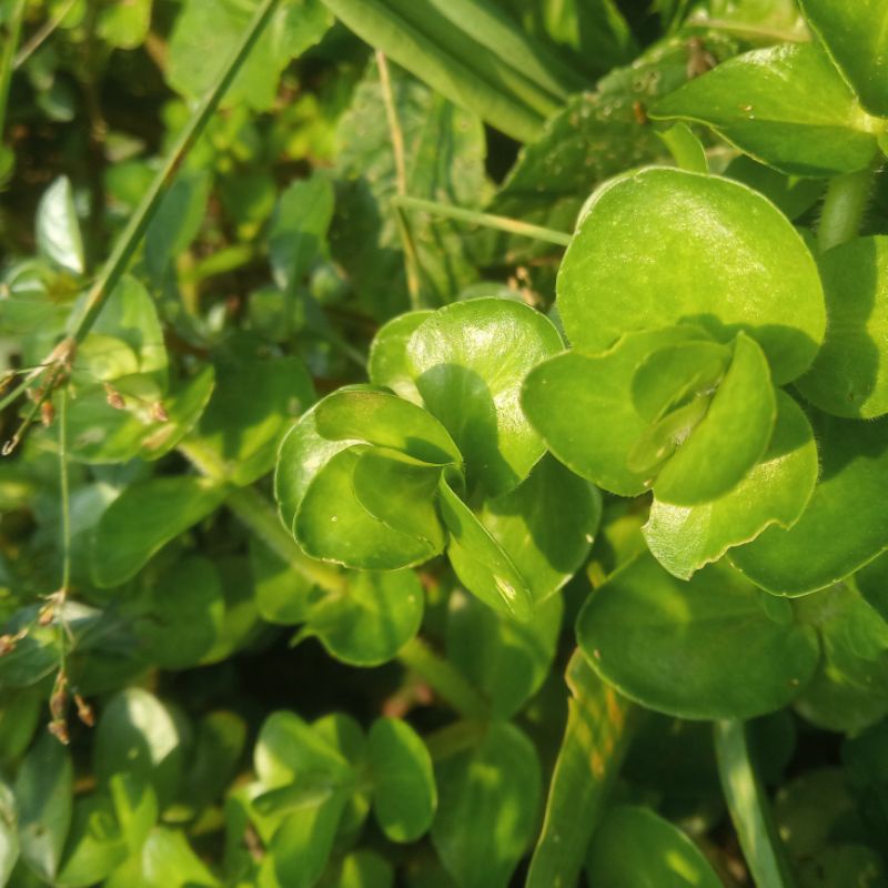 

bacopa amplex