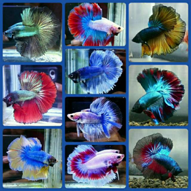 

Ikan Cupang Halfmoon Rosetaile Size Medium