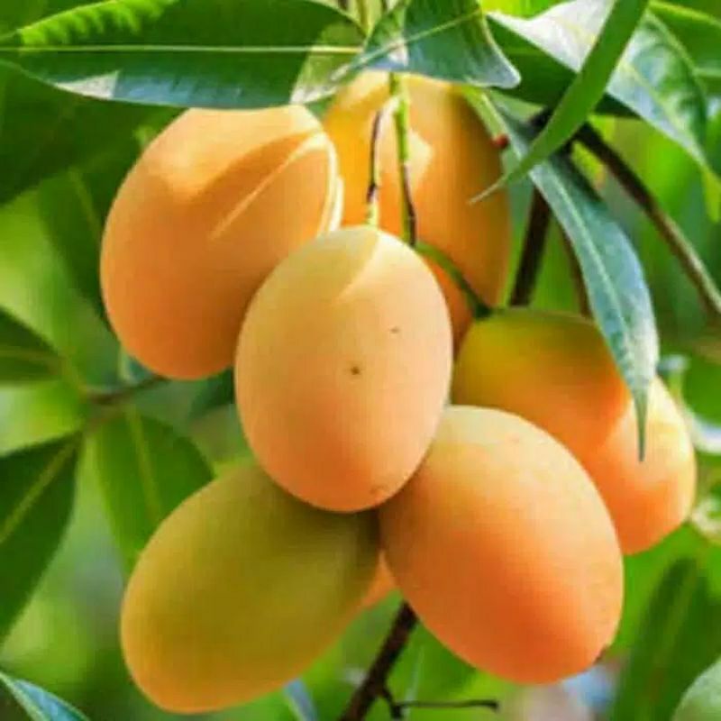 bibit mangga madu / bibit mangga madu super unggul