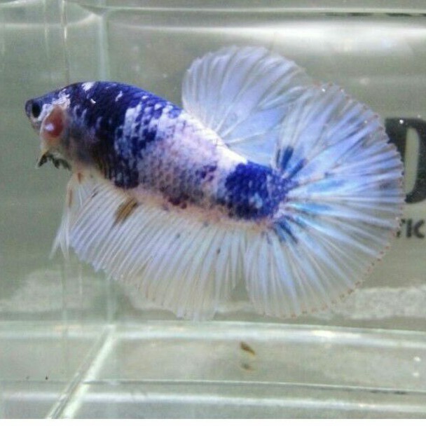 IKAN CUPANG GIANT HALFMOON PANDA SEPAIR