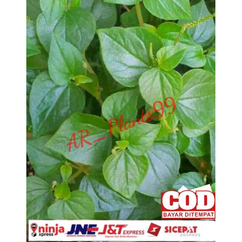 

TERMURAH !!! DAUN SIRIH CINA 200 Gram