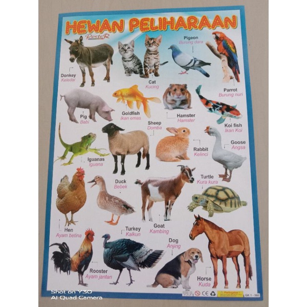 Poster Belajar Anak Paling Murah / Hewan Peliharaan
