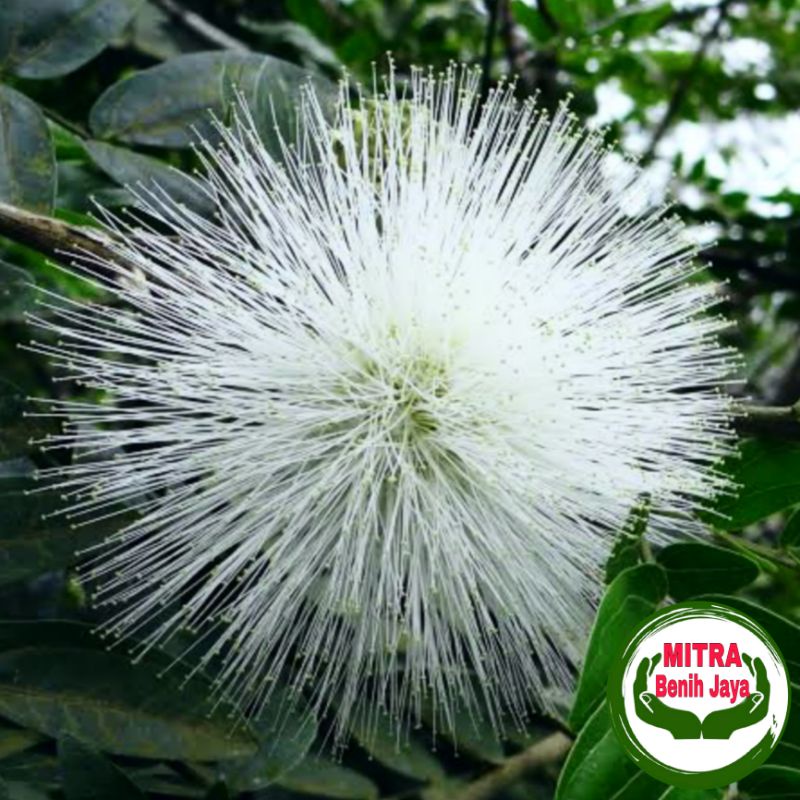 30 Biji Benih Kalindra Putih Super F1 / Benih Sayuran / Bibit Kaliandra Putih F1 / Kaliandra Putih