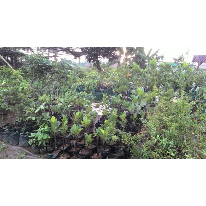 Bibit Buah Bibit Jambu Air Madu Deli