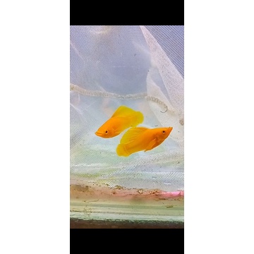 molly sunkist sailfin