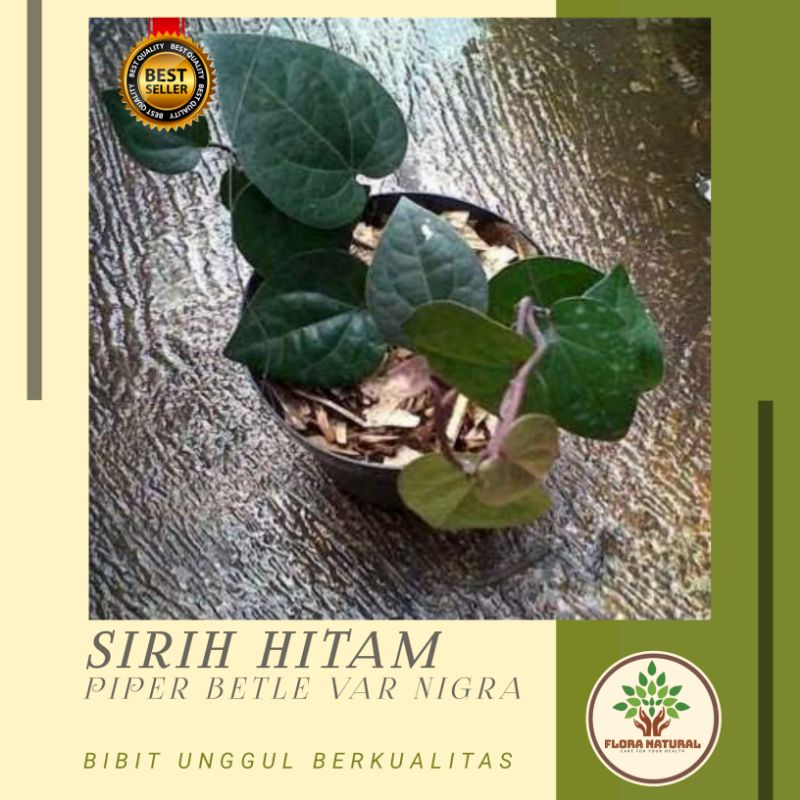 Bibit tanaman sirih hitam pohon sirih hitam - daun sirh hitam