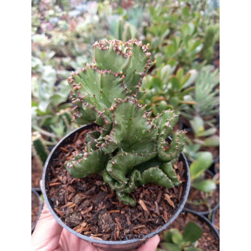 Euphorbia lactea hijau