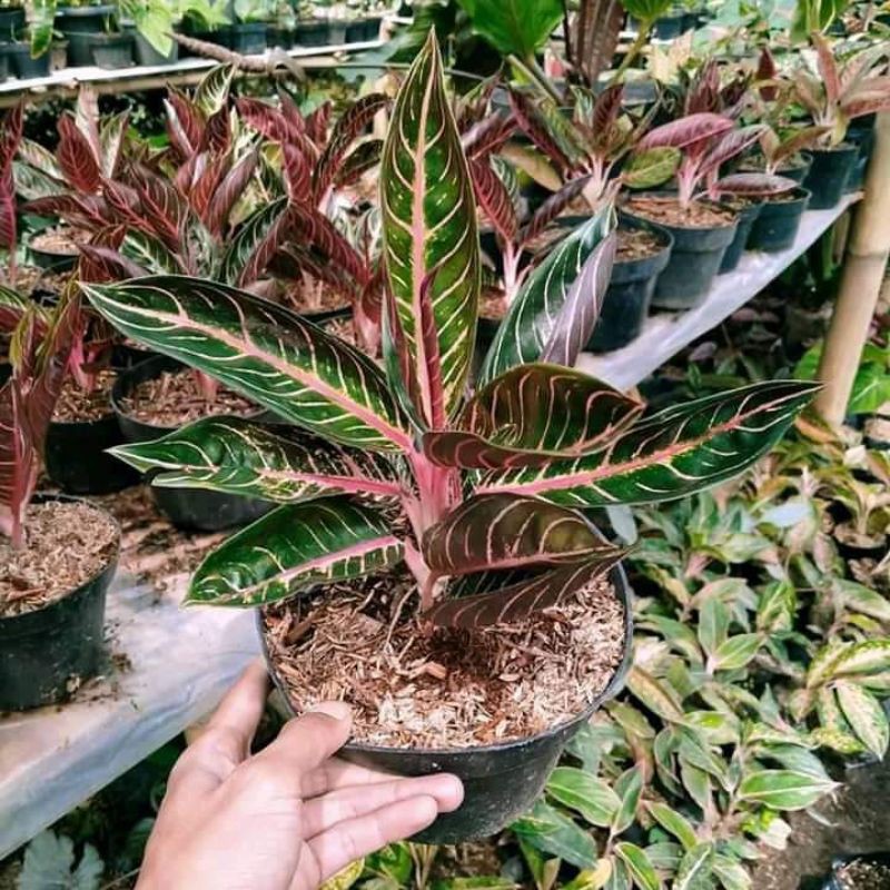 Aglonema RED SUMATRA remaja