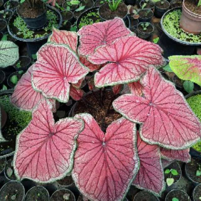  Caladium  Red Jaguar Tanaman Hias Bunga  Hias keladi murah 