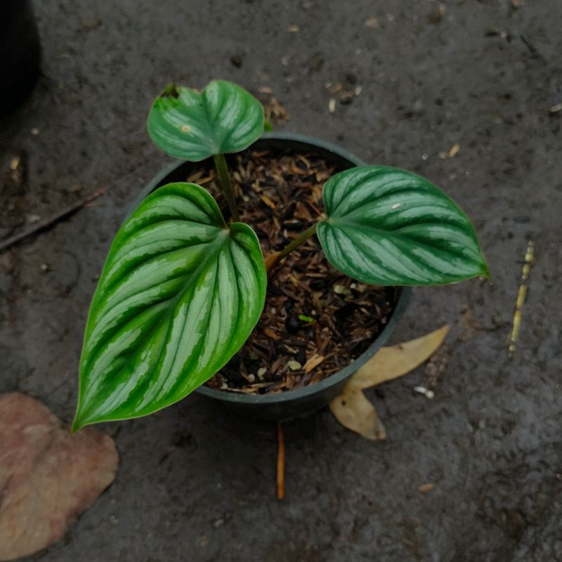 Tamaman Hias Philodendron Plowmanii | Philo Plowmani