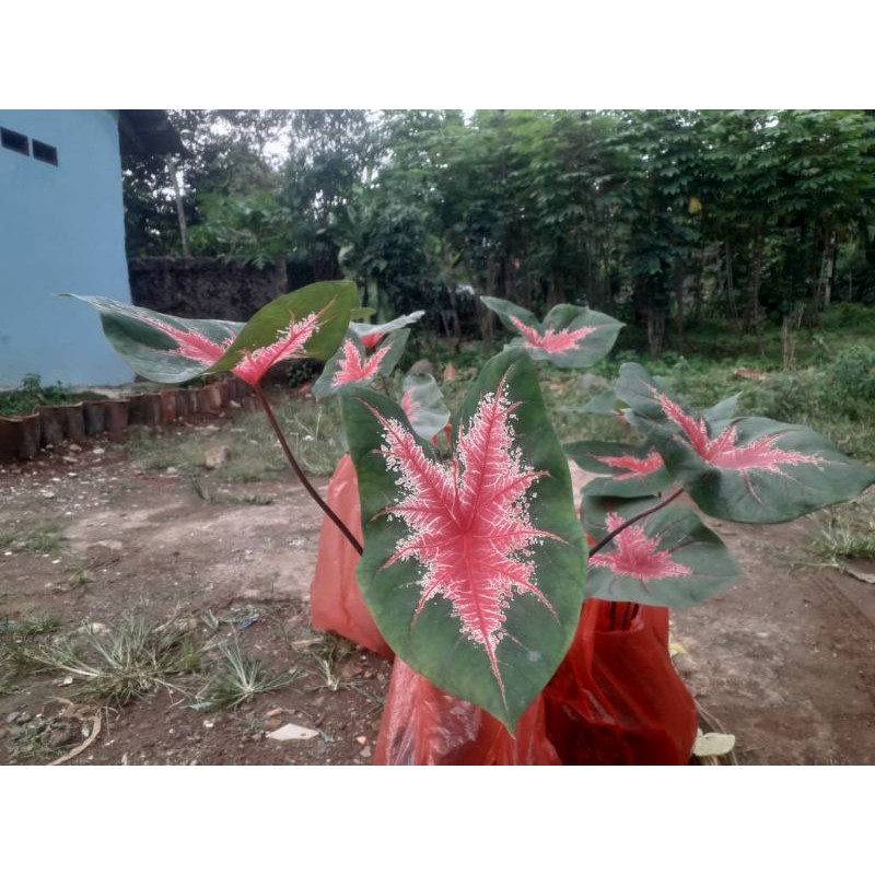 Tanaman Hias Keladi/Calladium spider ori/Jantung Hati murahh