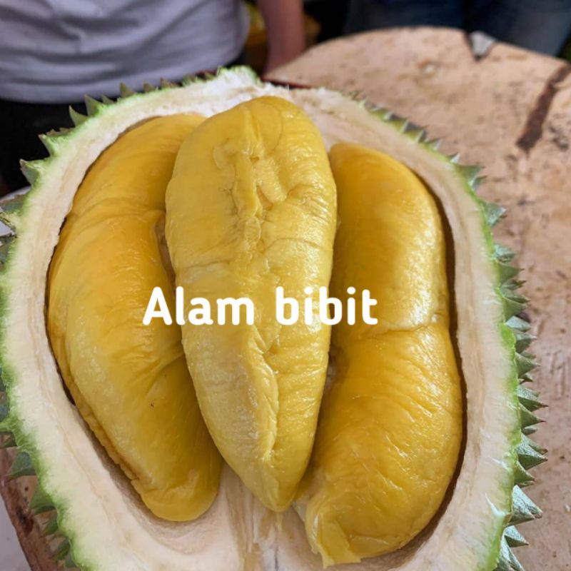 BIBIT DURIAN MUSANGKING SUPER UNGGUL CEPAT BERBUAH(BISA DI TARUH POT)