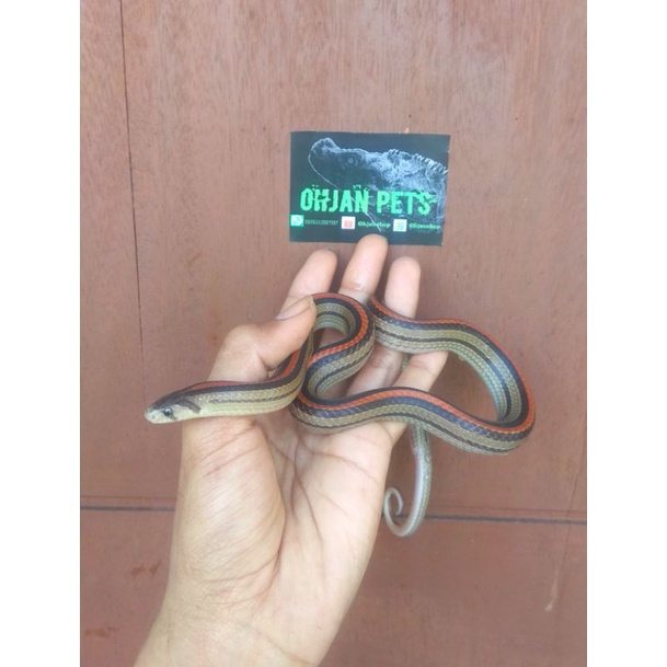 harga-oligodon-terbaru-jan-2026-biggo-indonesia