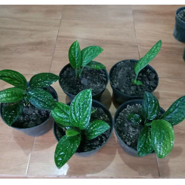 tanaman hias sirih badak