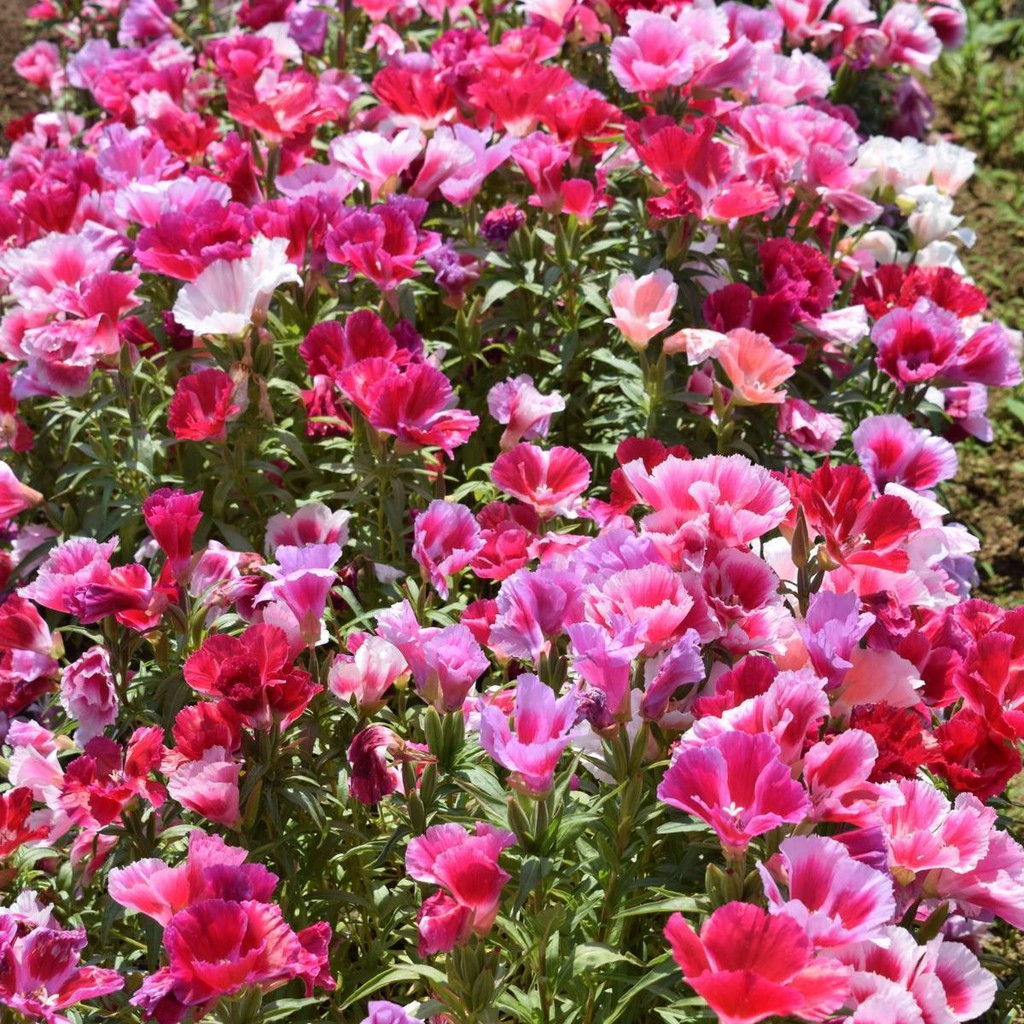 Benih Bibit Biji - Bunga Farewell-To-Spring Godetia Flower Seeds - IMPORT