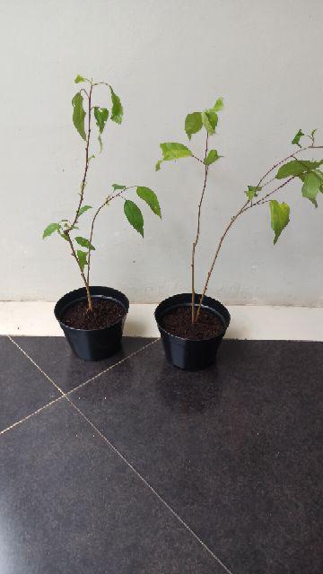 Tanaman Hias Kembang Sepatu / Bunga Hibiscus Rosa Merah (look Army Strip/ring White)