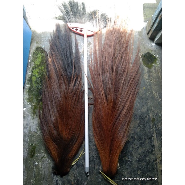 ekor kuda super buntut jaran gubat kuda