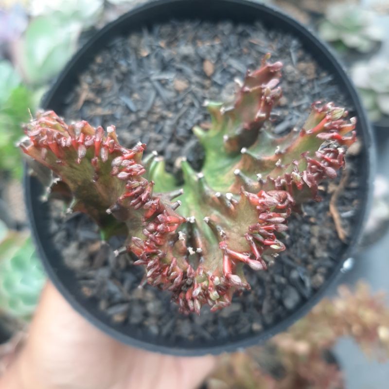 Euphorbia Lactea 'Red Dragon' Cristata
