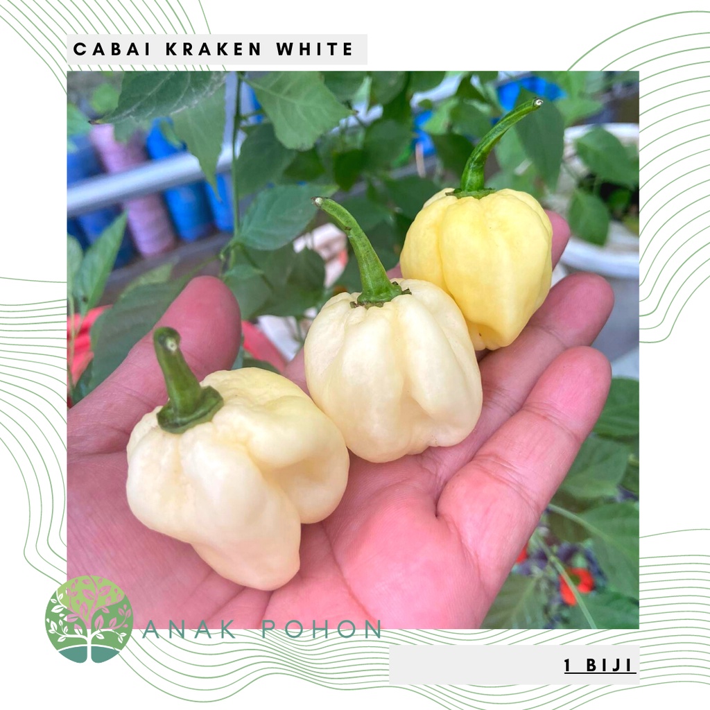 Benih Bibit Biji - Cabai Kraken White Cabe Pepper Seeds