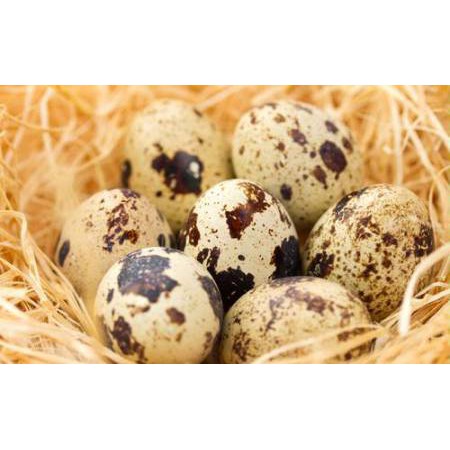 

RB TELUR PUYUH 45 butir