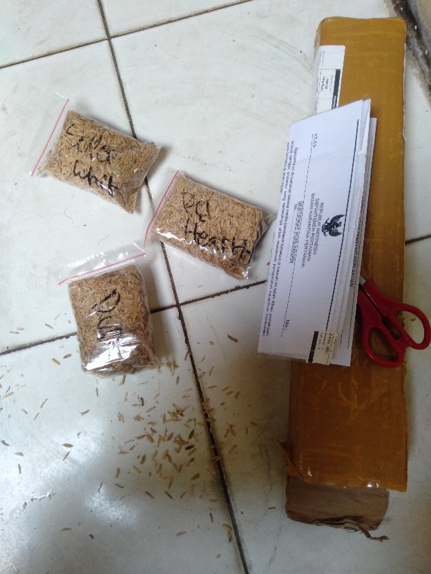 Promo Paket 5 Bonggol Aglonema,red Anjamani,red Heart,widuri,super White,dud Anjamani