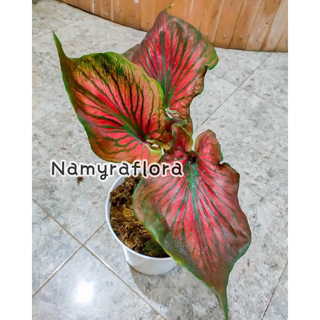 bibit bonggol caladium red ceria