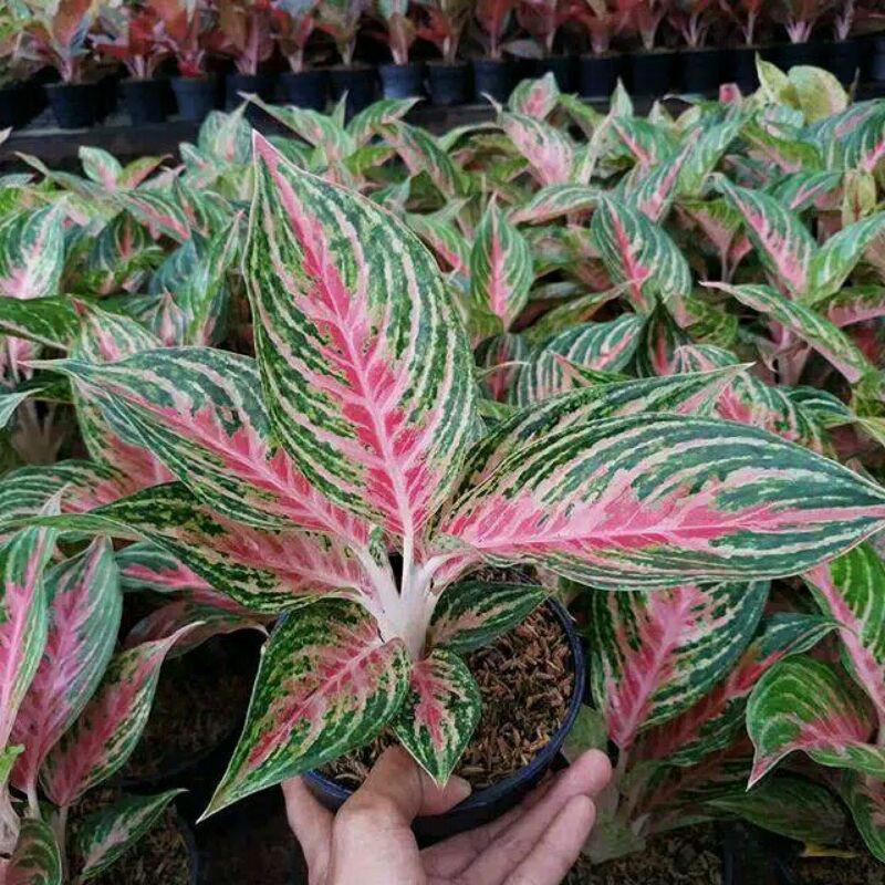 tanaman hias aglonema santi beauty-tanaman hias aglonema pink beauty-pink beauty-bibit pink beauty