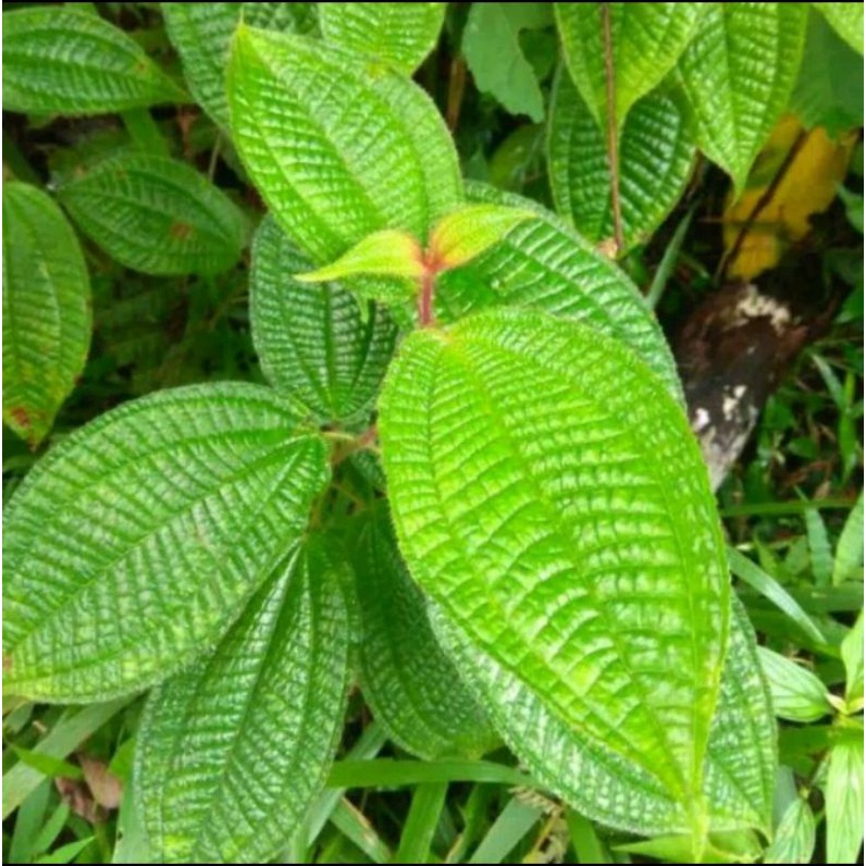 

Tumbuhan Harendong/ Senggani Bulu