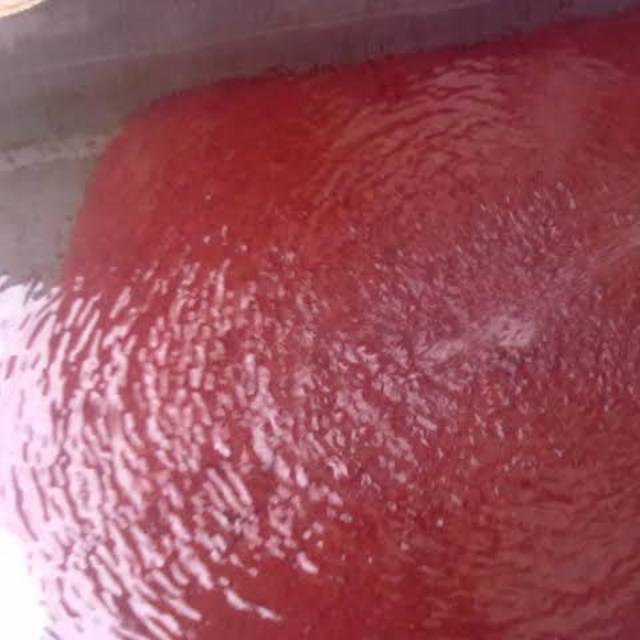 Kutu Air ikan cupang / KUTU AIR / Kutir ikan