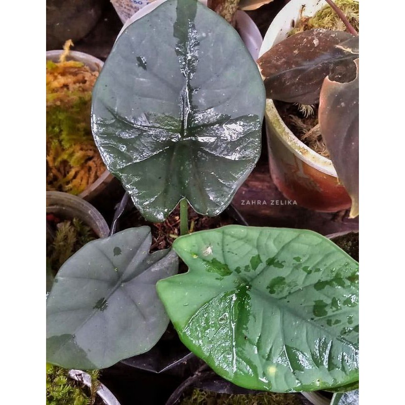 alocasia regina silver (Anakan) sp