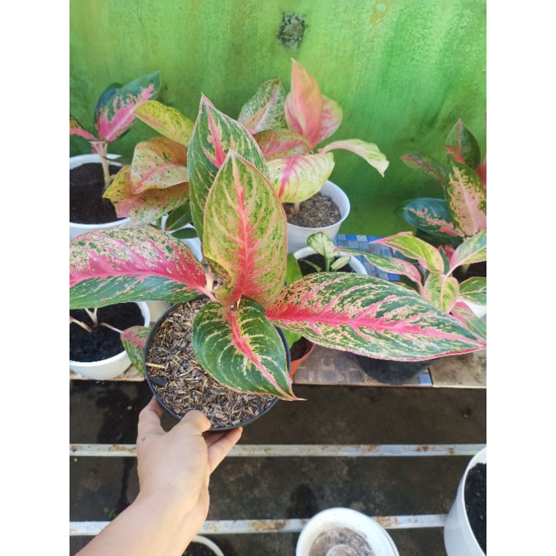 aglonema red metalik