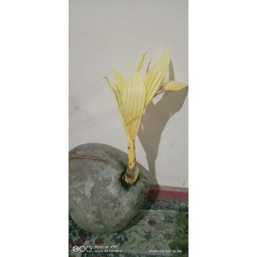 kelapa albino gold