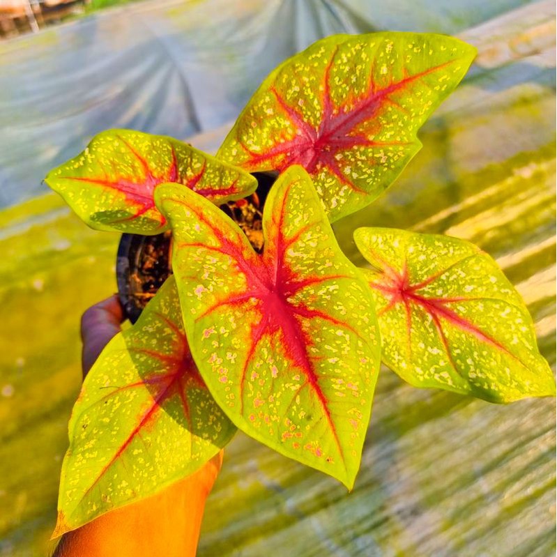 Caladium Tears Of Sun TOS 1-3 Daun Tanaman Keladi Hias Murah Impor Thailand Import
