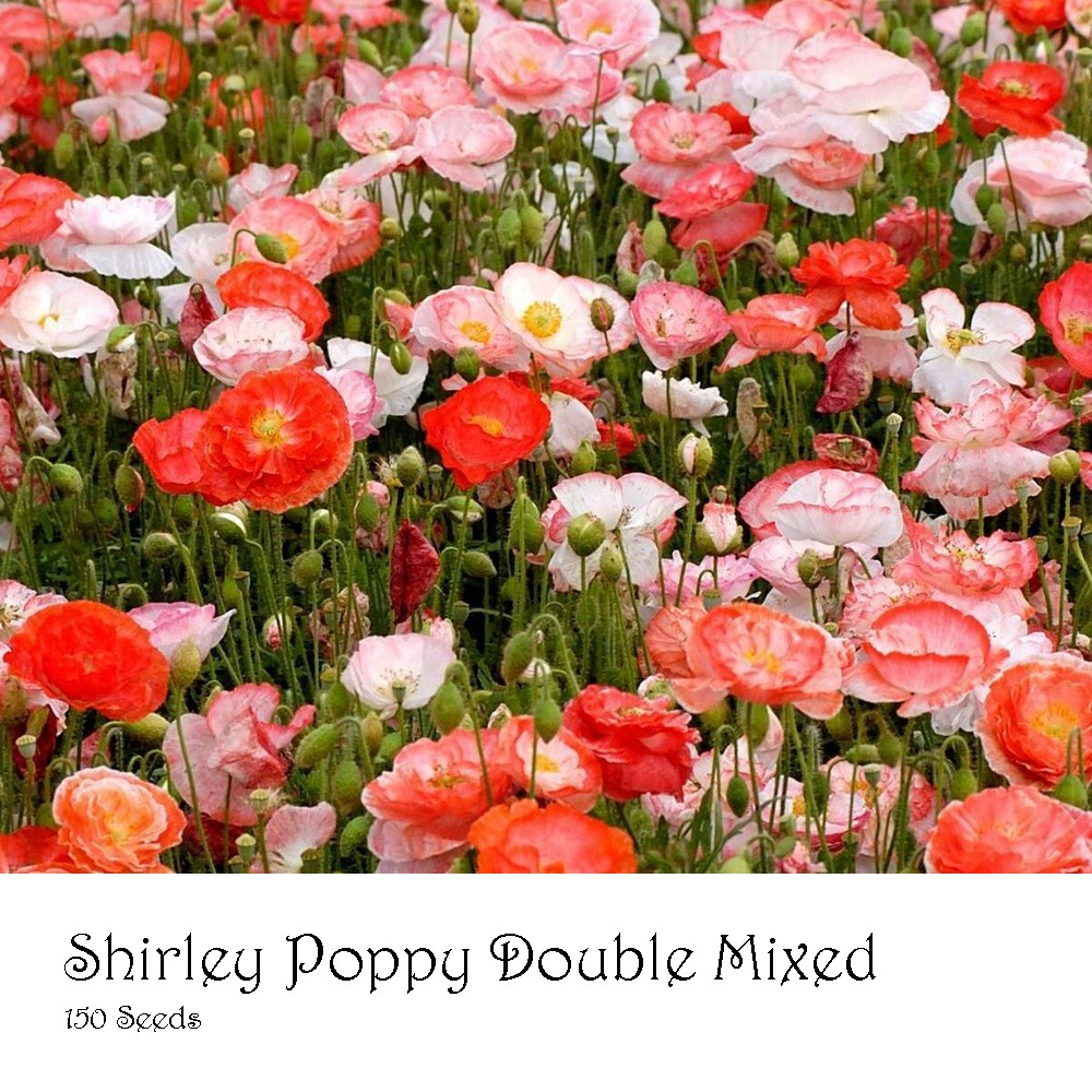 PlantaSeed - 150 Seeds - Shirley Poppy Double Mix Biji Bunga - PAS0209