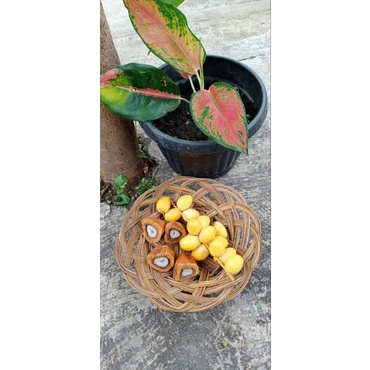 

paket promil kurma muda dan buah zuriat free tespek