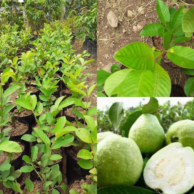 Bibit Jambu Kristal TANPA BIJI