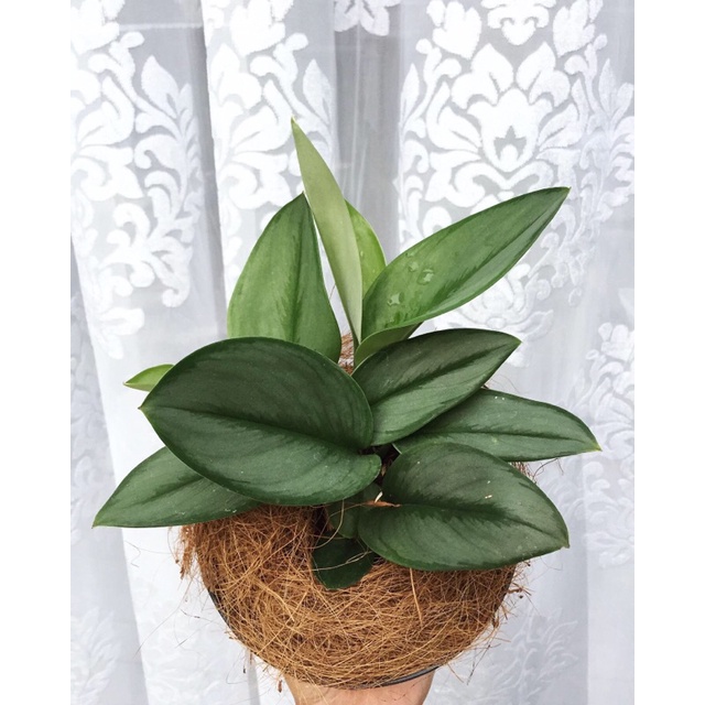 SCINDAPSUS MOONLIGHT