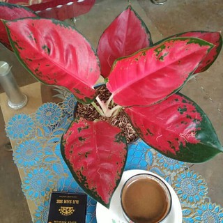 BUNGA AGLONEMA SUKSOM