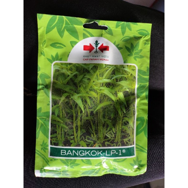 bibit kangkung Bangkok Lp-1