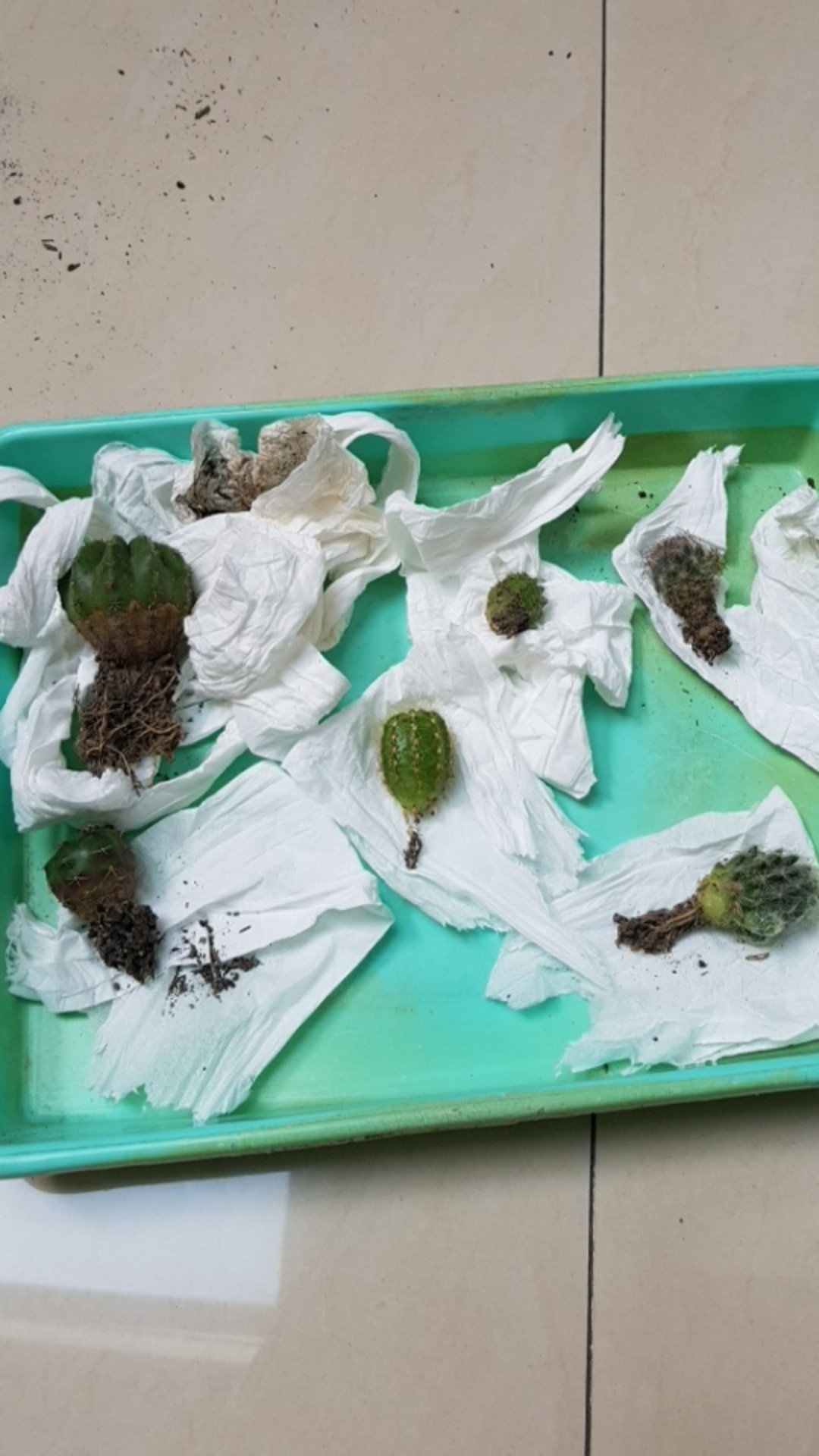 Kaktus Ownroot Bukan Bekas Sambungan Bebas Pilih