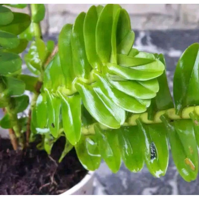 tanaman hias kadaka pakis