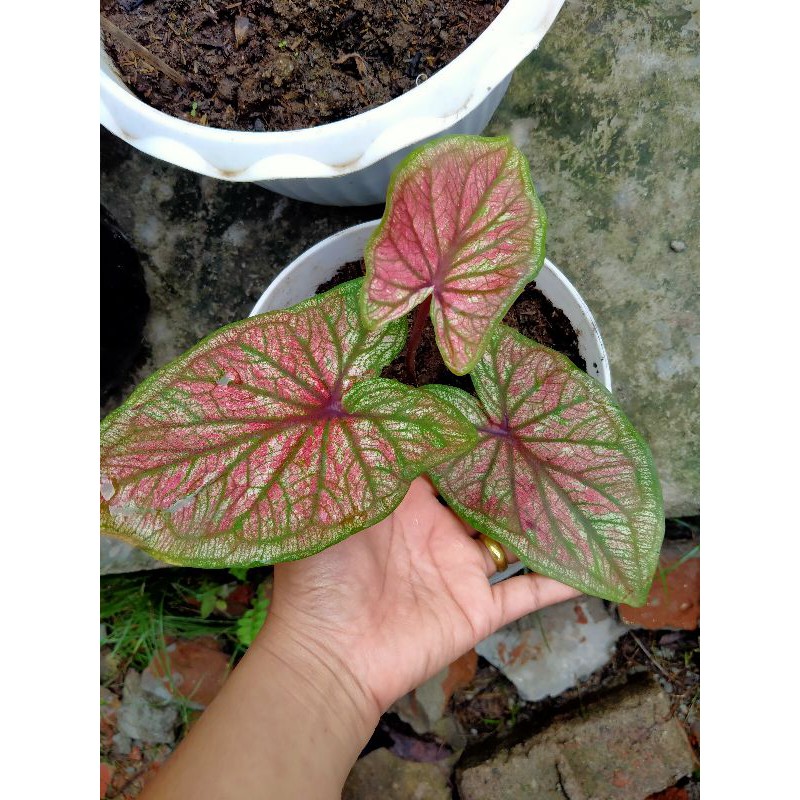 caladium Srikandi daun ganda, keladi Srikandi