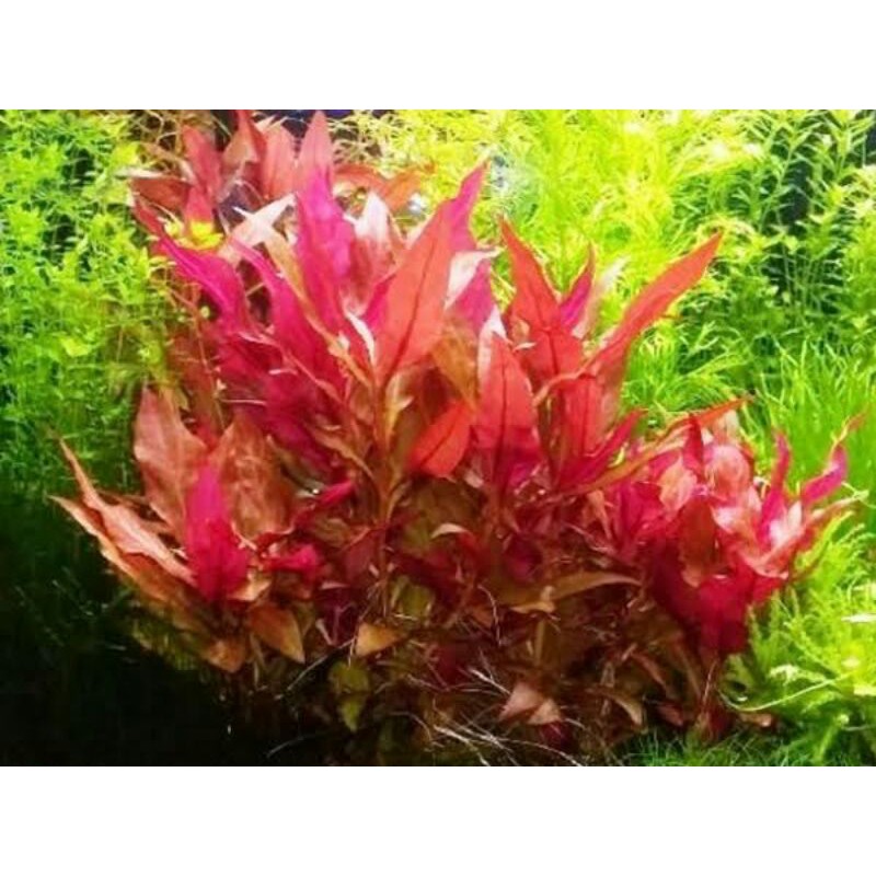 Althernanthera Renicki (Tanaman Aquascape Tumbuhan Air Hiasan Aquarium Hidup )