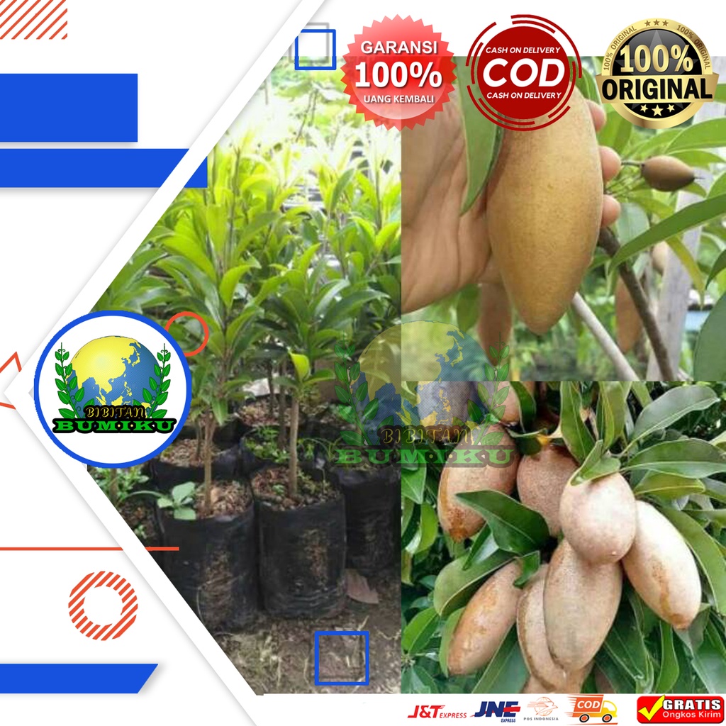 Bibit sawo mentimun / sawo jumbo