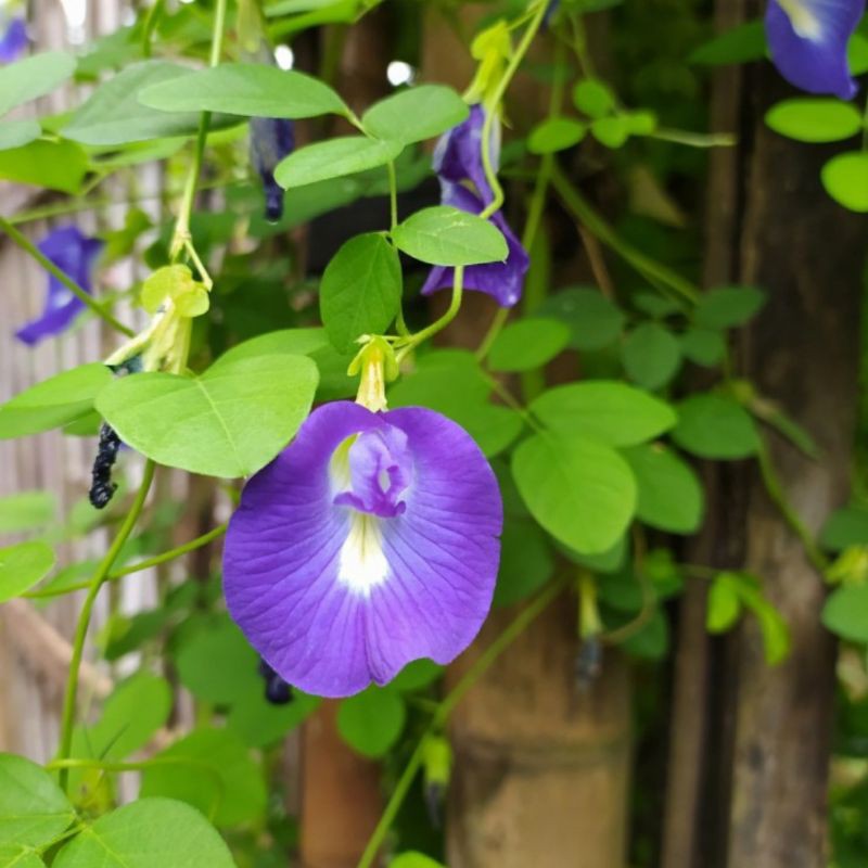 5 Biji - Benih Bunga TELANG BIRU, butterfly pea kaya antioksidan